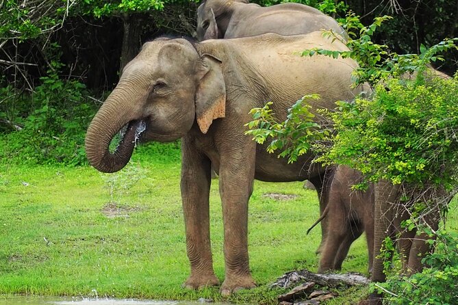 From Ella: Private Yala Safari & Transfer/Tangalle/Mirissa/Galla - Leopards, elephants, birds, and sloth bears
