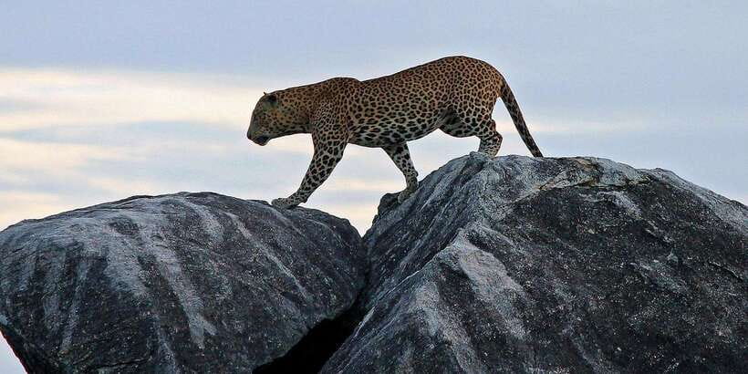 From Ella: Shuttle to Down South Any Location w Yala Safari - Key points to know before booking