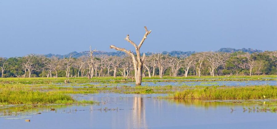 From Ella: Shuttle to Down South Any Location w Yala Safari - Why the transport option can be good value