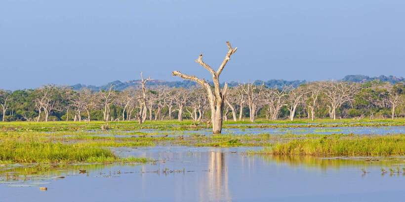 From Ella: Shuttle to Down South Any Location w Yala Safari - The long day and the food question