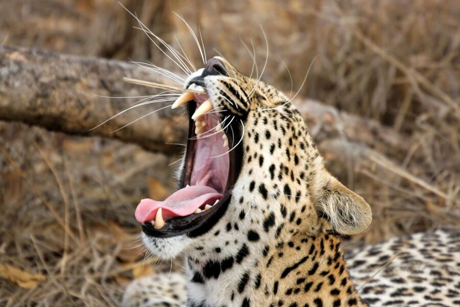 From Ella: Shuttle to Down South Any Location w Yala Safari - Picking your southern destination