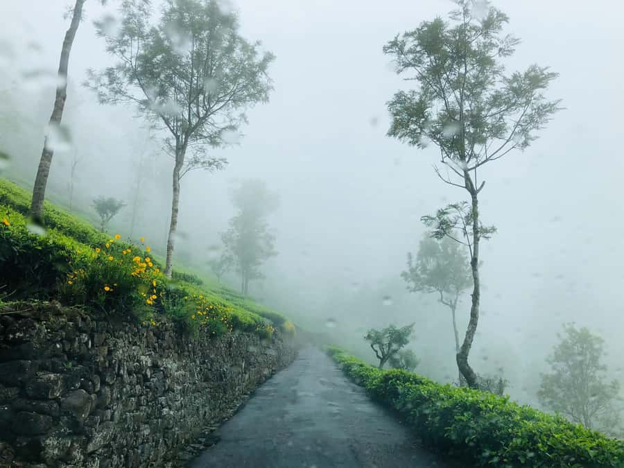 From Ella: Tea Adventure in Haputale with Village Lunch - Tuk-tuk rides from Ella, Bandarawela, Haputale, or Beragala
