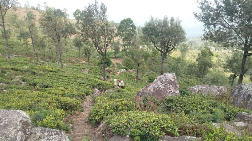 From Ella: Tea Adventure in Haputale with Village Lunch - Picking fresh leaves beside estate workers