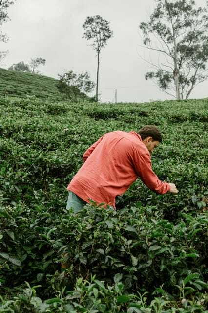 From Ella: Tea Adventure in Haputale with Village Lunch - Tasting different grades of Ceylon tea