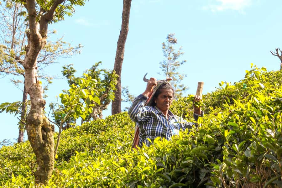 From Ella: Tea Adventure in Haputale with Village Lunch - Walking among the tea bushes