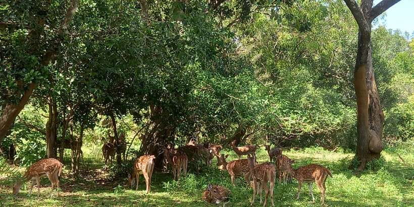 From Ella: Udawalawe National Park Safari Tour - Key points to know