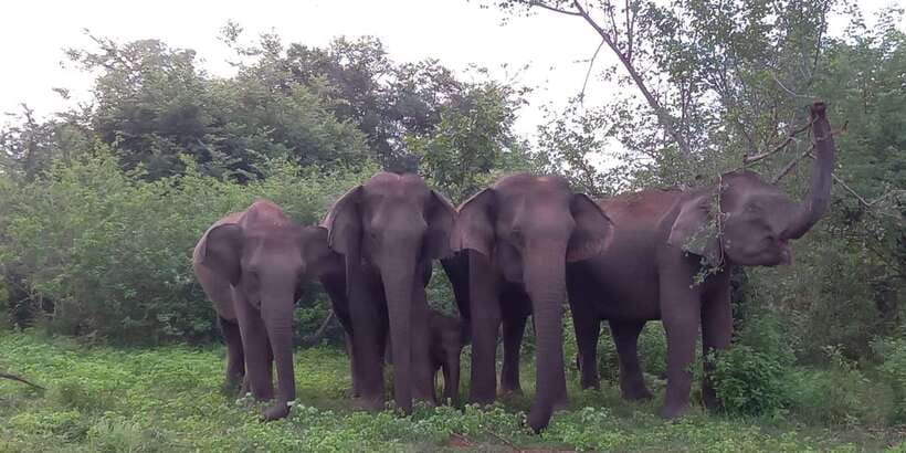 From Ella: Udawalawe National Park Safari Tour - Four hours on Udawalawe’s animal tracks