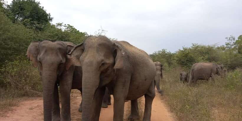 From Ella: Udawalawe National Park Safari Tour - Morning or afternoon: how to think about timing