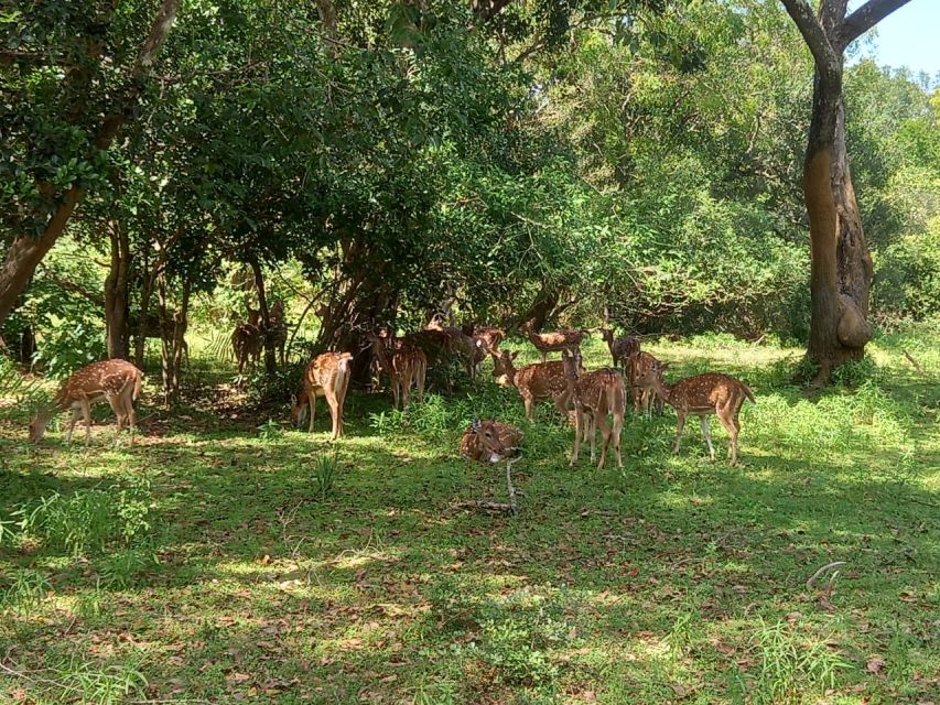 From Ella: Udawalawe National Park Safari Tour - Booking details worth checking first