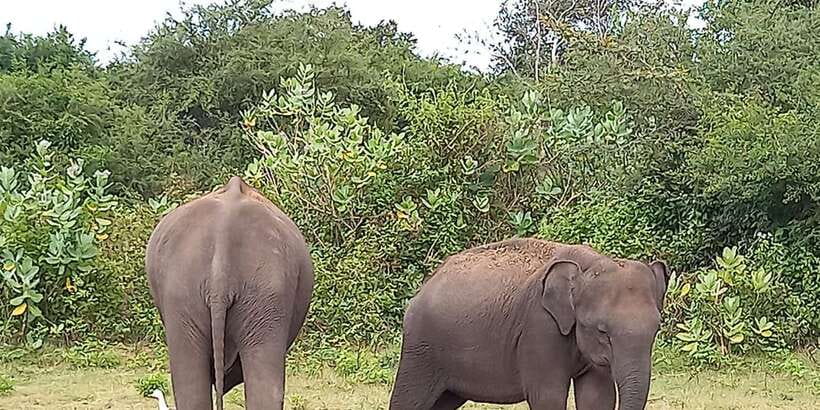 From Ella: Udawalawe National Park Safari Tour - The drive from Ella to the park