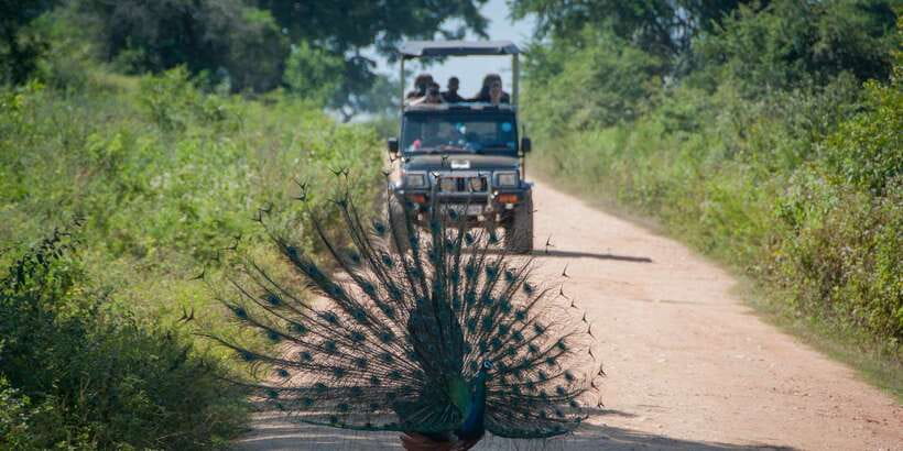 From Ella: Udawalawe Safari with Elephant Transit Home - Why Udawalawe is worth the long ride from Ella