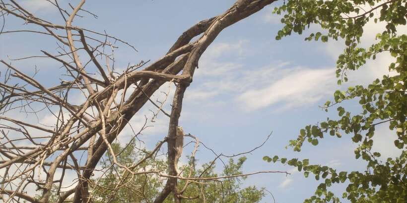 From Ella: Udawalawe Safari with Elephant Transit Home - What the park’s animal list tells you