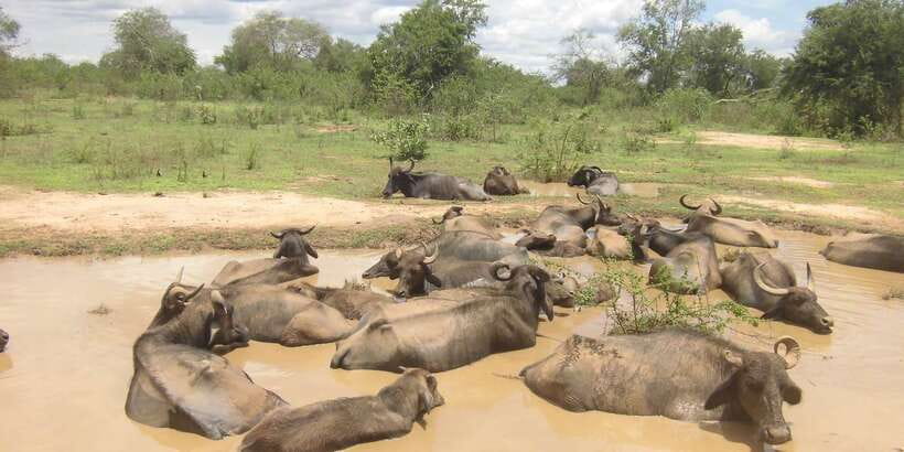 From Ella: Udawalawe Safari with Elephant Transit Home - The road from Ella: useful, but not a small transfer