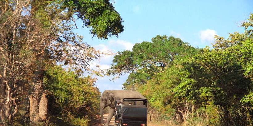From Ella: Yala National Park Jeep Safari Tour - Key points to know before booking