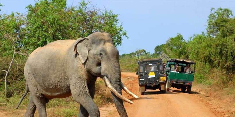 From Ella: Yala National Park Jeep Safari Tour - Why Yala is worth the long ride from Ella