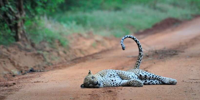 From Ella: Yala National Park Jeep Safari Tour - What you might see during the four-hour game drive