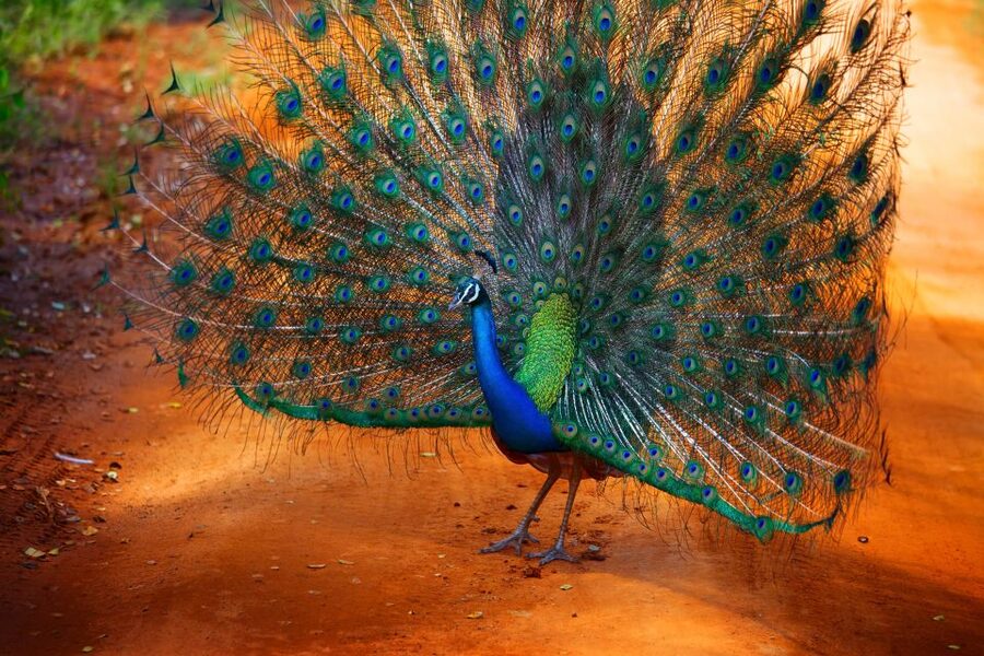 From Ella: Yala National Park Jeep Safari Tour - The guide and driver make the difference
