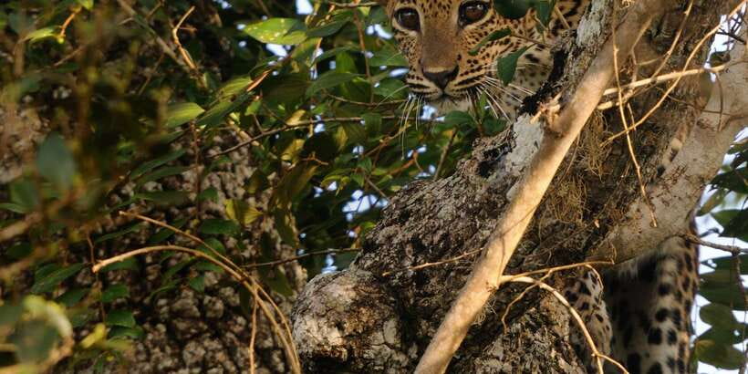 From Ella: Yala National Park Jeep Safari Tour - What the $75 price really covers