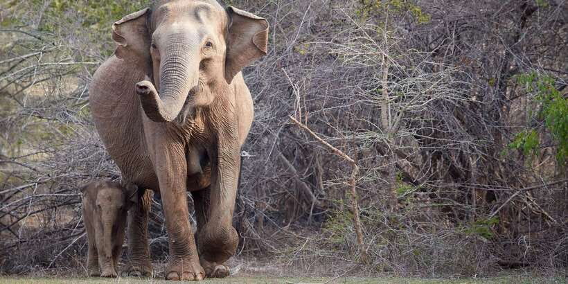 From Ella: Yala National Park Jeep Safari Tour - The return to Ella can feel tiring