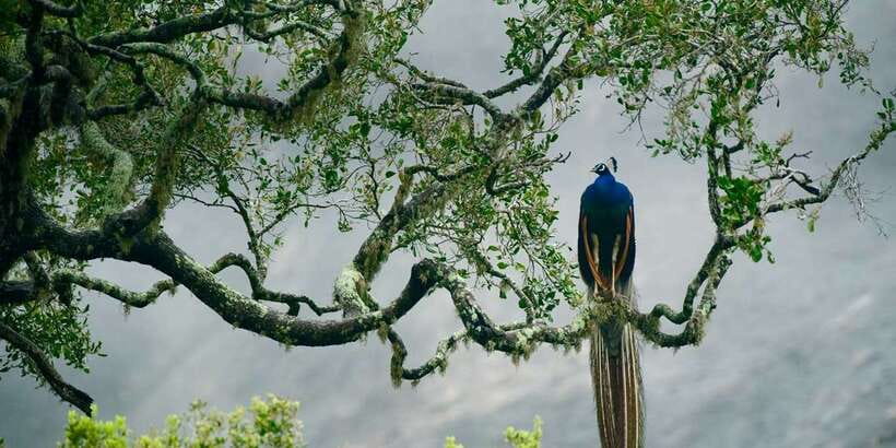 From Ella: Yala National Park Safari Tour in a 4x4 - Crowds, traffic, and the less polished side of Yala