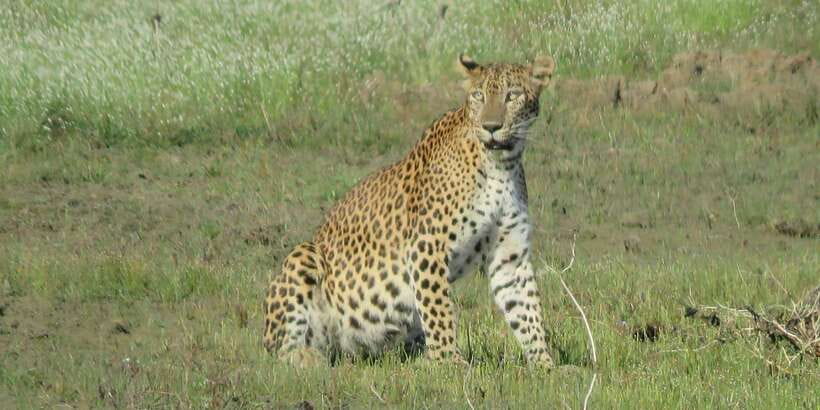 From Ella - Yala Safari - Drop-off : Galle/Mirissa/Hikkaduwa - Key points to know before booking
