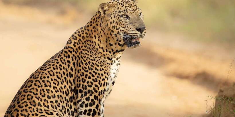 From Ella - Yala Safari - Drop-off : Galle/Mirissa/Hikkaduwa - Why this Ella to Yala route makes sense