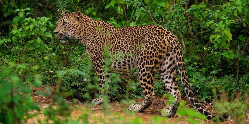 From Ella - Yala Safari - Drop-off : Galle/Mirissa/Hikkaduwa - Four hours inside Yala National Park