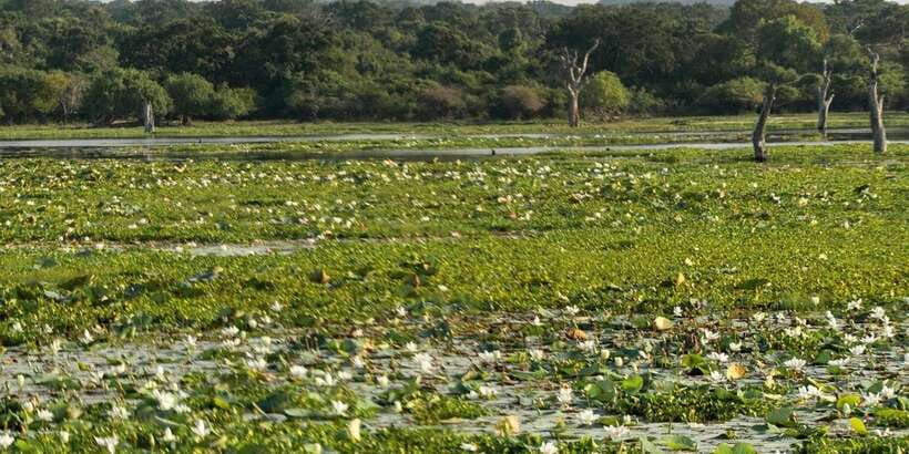From Ella - Yala Safari - Drop-off : Galle/Mirissa/Hikkaduwa - Food, comfort, and what to pack