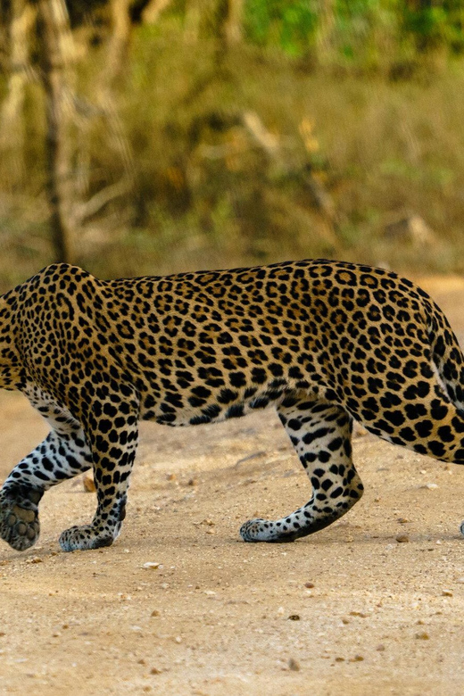 From Ella - Yala Safari - Drop-off : Galle/Mirissa/Hikkaduwa - The biggest risk is poor coordination