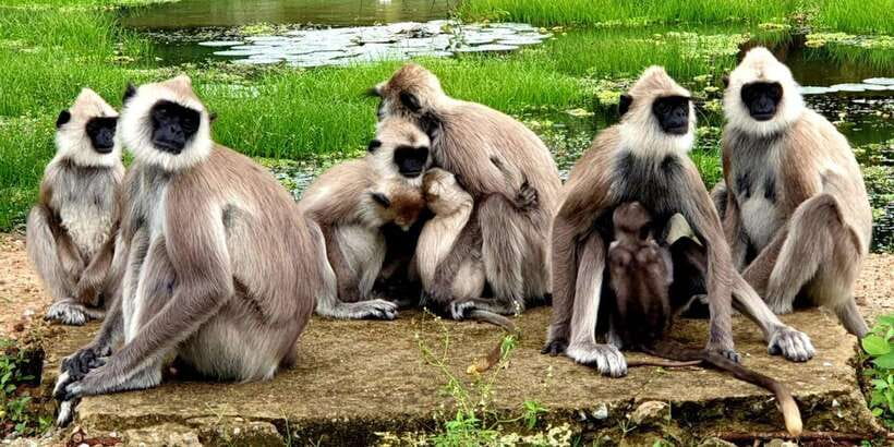 From Ella - Yala Safari - Drop-off : Galle/Mirissa/Hikkaduwa - Who should book this safari?
