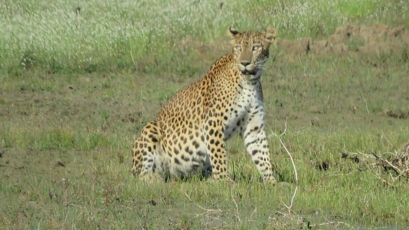 From Ella: Yala Safari & Transfer to Tangalle/Mirissa/Galle - Practical advice for a better day