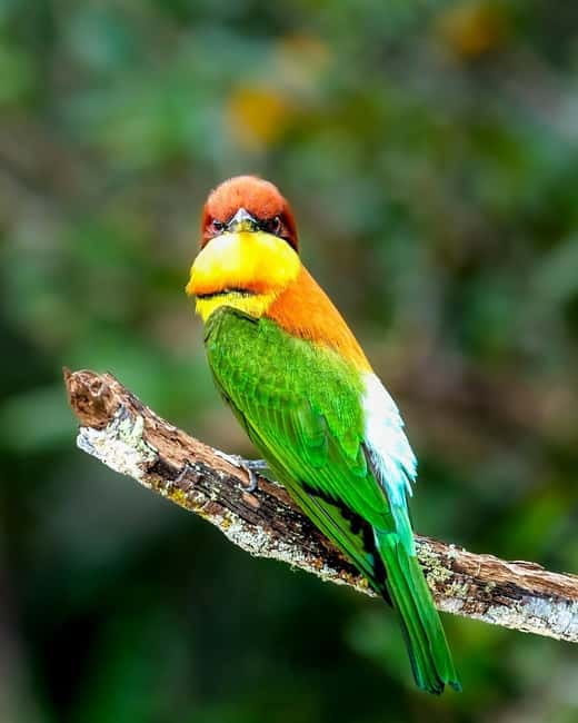 From Ella: Yala Safari & Transfer to Tangalle/Mirissa/Galle - What the $29 price really covers