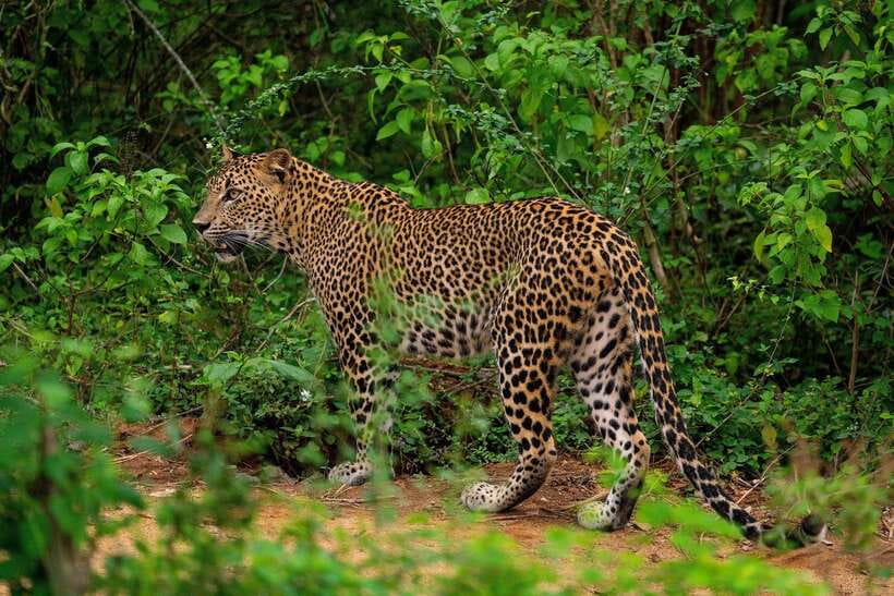 From Ella: Yala Safari with Tangalle/Mirissa/Galle Drop-off - Key points to know before booking