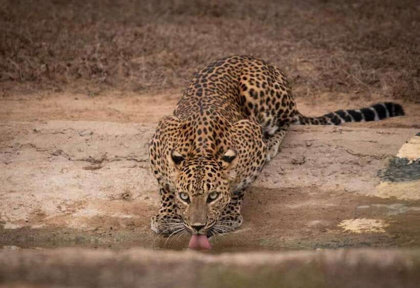 From Ella: Yala Safari with Tangalle/Mirissa/Galle Drop-off - Why this Ella to Yala route makes practical sense