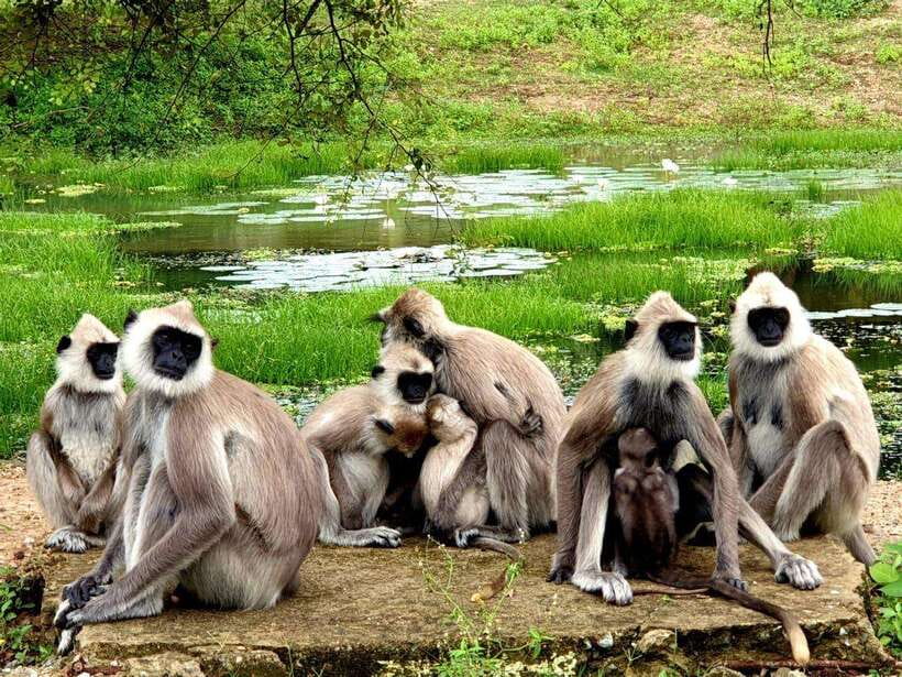 From Ella: Yala Safari with Tangalle/Mirissa/Galle Drop-off - Four hours among Yala’s animals