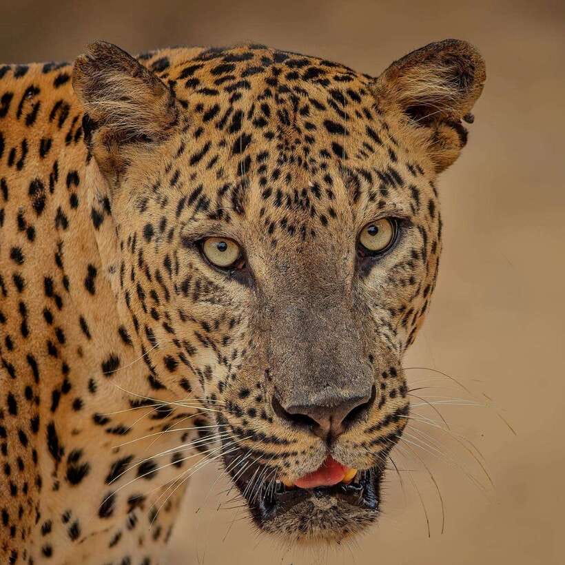 From Ella: Yala Safari with Tangalle/Mirissa/Galle Drop-off - The early pickup from Ella