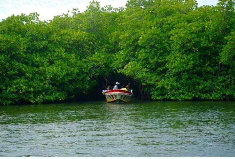 From Galle: Exclusive Madu River Safari & Turtle Hatchery - Why the $75 price can make sense
