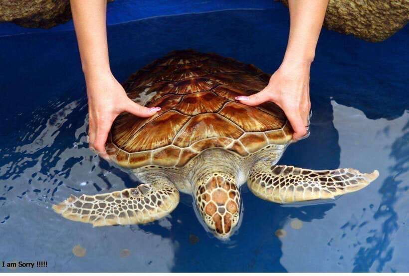 From Galle: Exclusive Madu River Safari & Turtle Hatchery - A short morning with a clear timetable
