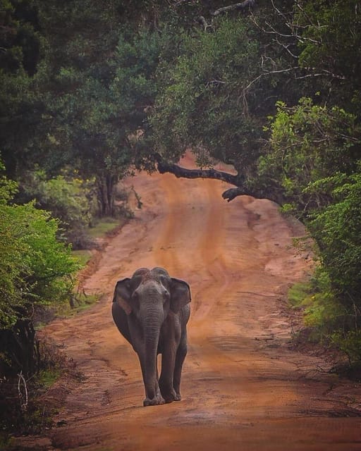 From Galle/Hikkaduwa/Mirissa Trip to Udawalawe Safari Tour - Final verdict: a strong elephant day with a few checks required