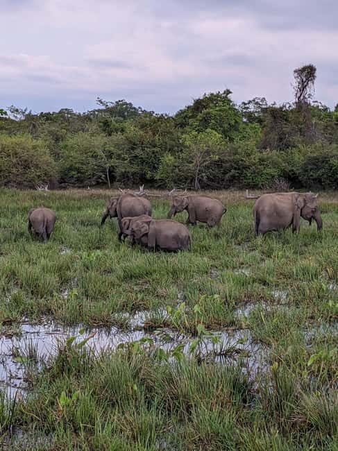 From Galle/ Mirissa/ Tangalle : Udawalawa Safari & Drop Ella - A safari that doubles as your journey to Ella