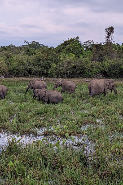 From Galle/ Mirissa/ Tangalle : Udawalawa Safari & Drop Ella - The Elephant Transit Home and its fixed feeding times
