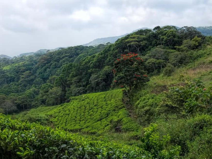 From Galle/Weligama/Mirissa/Matara: Day Trip to Sinharaja - Rain, clothing, and the practical details