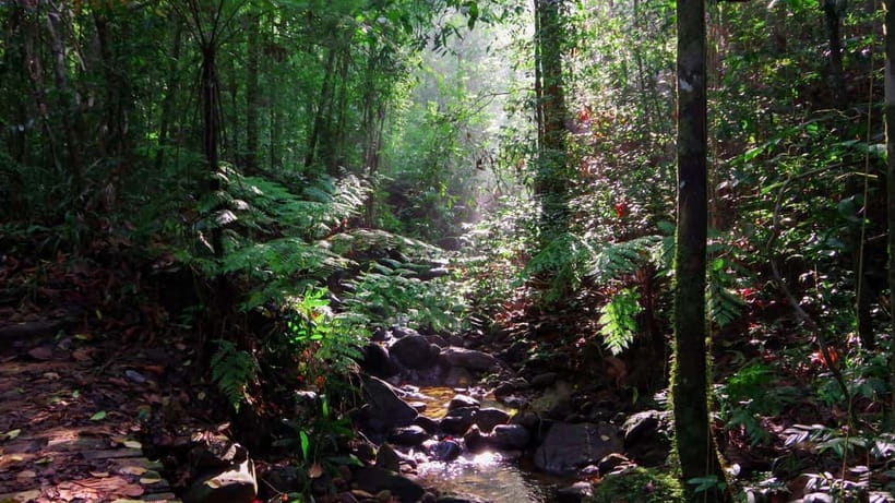 From Galle/Weligama/Mirissa/Matara: Day Trip to Sinharaja - Who will enjoy this day most