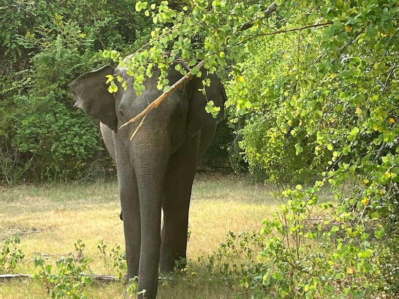 From Hambantota Port: Yala National Park Private Safari - Key points to know before you book