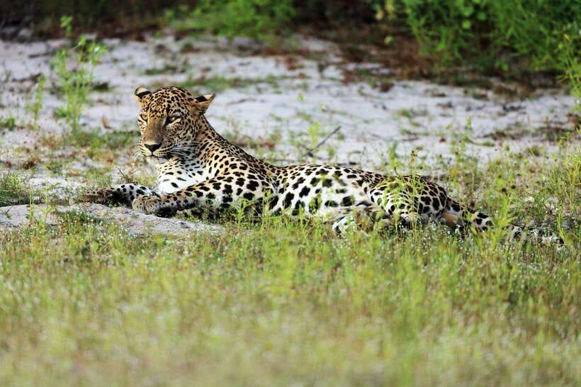 From Hambantota Port: Yala National Park Private Safari - What the guide adds to the ride