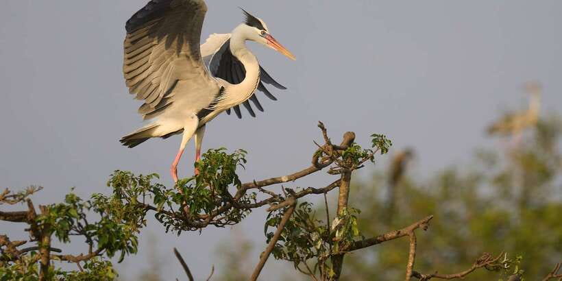 From Hikkaduwa/ Galle/ Mirissa - Yala National Park Safari - A closer look at the value of $54