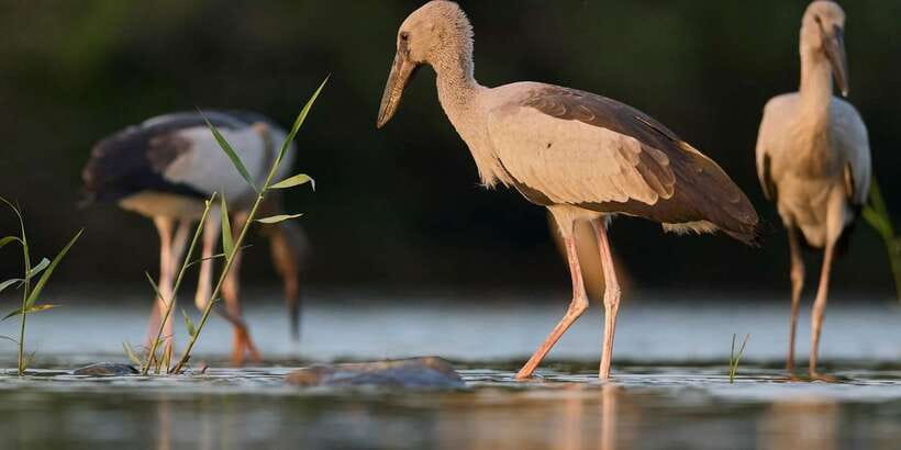From Hikkaduwa/ Galle/ Mirissa - Yala National Park Safari - Who will enjoy this safari most