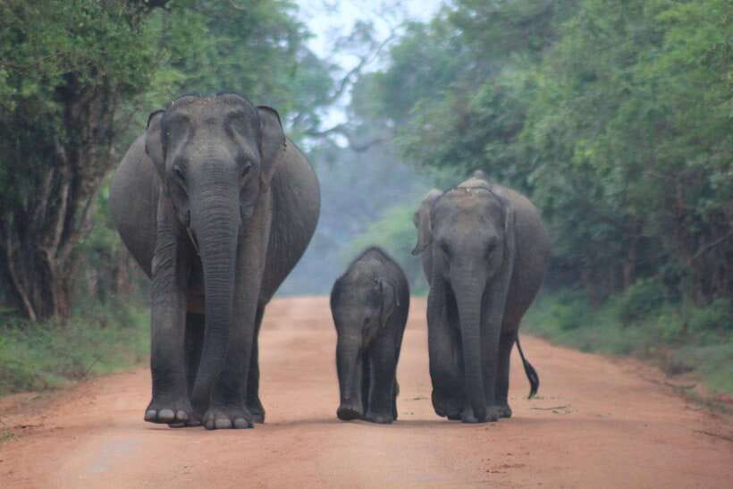 From: Hikkaduwa/ Galle/ Unawatuna/ Talpe - YALA Safari - Why the dawn drive gives you the best chance