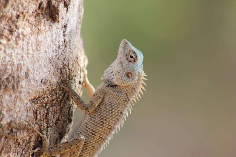 From: Hikkaduwa/ Galle/ Unawatuna/ Talpe - YALA Safari - What the $43 price really covers