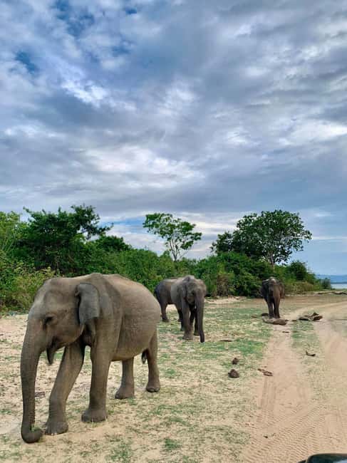 From Hikkaduwa/Mirissa/Galle/Tangalle - Yala Leopard Safari - Four hours searching Yala for leopards
